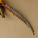Diamond pheasant Lady Amherst pheasant bird specimen Height 58 cm stuffed animal specimen 90.272.6