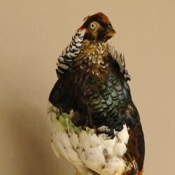 Diamond pheasant Lady Amherst pheasant bird specimen Height 58 cm stuffed animal specimen 90.272.6