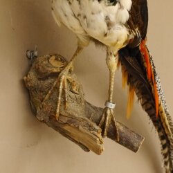 Diamond pheasant Lady Amherst pheasant bird specimen Height 58 cm stuffed animal specimen 90.272.6