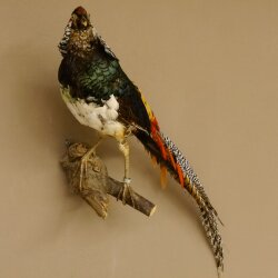 Diamond pheasant Lady Amherst pheasant bird specimen Height 58 cm stuffed animal specimen 90.272.6