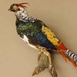 Diamond pheasant Lady Amherst pheasant bird specimen Height 58 cm stuffed animal specimen 90.272.6