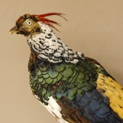 Diamond pheasant Lady Amherst pheasant bird specimen Height 58 cm stuffed animal specimen 90.272.6