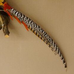 Diamond pheasant Lady Amherst pheasant bird specimen Height 58 cm stuffed animal specimen 90.272.6
