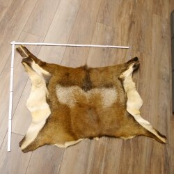 Mufflon Fell Vorleger Länge 82 cm männlich