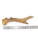 Corna di capriolo Lunghezza 15 cm corna vere corna di...