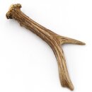 Corna di capriolo Lunghezza 17 cm Corna vere Corna di...