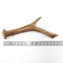 Corna di capriolo Lunghezza 17 cm Corna vere Corna di...
