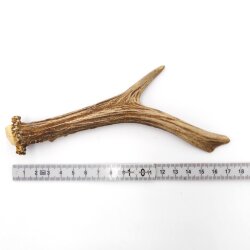Reehoorn Lengte 17 cm echte afworpstang Reehoorn Reehoornstang Reehoorn 14.1.282
