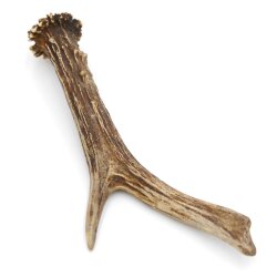 Reehoorn Lengte 17 cm echte afworpstang Reehoorn Reehoornstang Reehoorn 14.1.282
