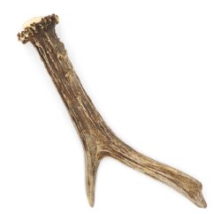 Reehoorn Lengte 17 cm echte afworpstang Reehoorn Reehoornstang Reehoorn 14.1.282