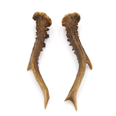 Paires de bois de chevreuil, 2 pièces, longueur 19,5 cm 14.2.457