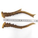 Deer antlers Pair of deer antlers 2 pieces Length 19.5 cm...