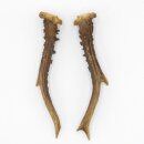 Paires de bois de chevreuil, 2 pièces, longueur 19,5 cm 14.2.457