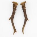 Paires de bois de chevreuil, 2 pièces, longueur 19,5 cm 14.2.457