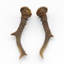 Paires de bois de chevreuil, 2 pièces, longueur 19,5 cm 14.2.457