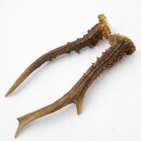 Paires de bois de chevreuil, 2 pièces, longueur 19,5 cm 14.2.457