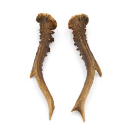 Paires de bois de chevreuil, 2 pièces, longueur 19,5 cm 14.2.457