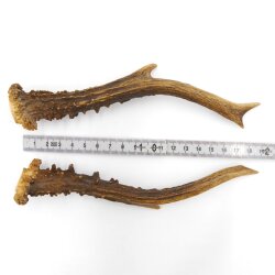Paires de bois de chevreuil, 2 pièces, longueur 19,5 cm 14.2.457