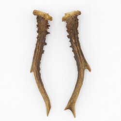 Paires de bois de chevreuil, 2 pièces, longueur 19,5 cm 14.2.457