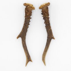 Paires de bois de chevreuil, 2 pièces, longueur 19,5 cm 14.2.457