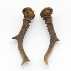 Paires de bois de chevreuil, 2 pièces, longueur 19,5 cm 14.2.457