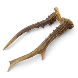 Paires de bois de chevreuil, 2 pièces, longueur 19,5 cm 14.2.457