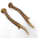 Paires de bois de chevreuil, 2 pièces, longueur 18...