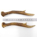 Deer antlers Pair of deer antlers 2 pieces Length 18 cm...