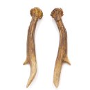 Reehoorns Reehoorns Paar 2 stuks Lengte 18 cm 14.2.458