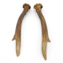 Reehoorns Reehoorns Paar 2 stuks Lengte 18 cm 14.2.458