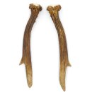 Reehoorns Reehoorns Paar 2 stuks Lengte 18 cm 14.2.458
