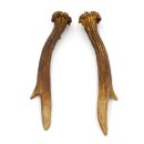 Reehoorns Reehoorns Paar 2 stuks Lengte 18 cm 14.2.458