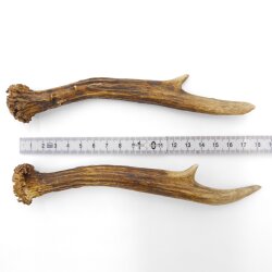 Reehoorns Reehoorns Paar 2 stuks Lengte 18 cm 14.2.458