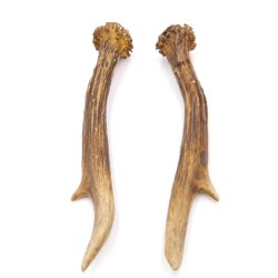 Reehoorns Reehoorns Paar 2 stuks Lengte 18 cm 14.2.458