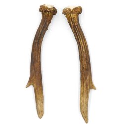 Reehoorns Reehoorns Paar 2 stuks Lengte 18 cm 14.2.458