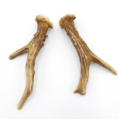 Reehoorns Reehoorns Paar 2 stuks Lengte 14 cm 14.2.461