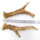Deer antlers Pair of deer antlers 2 pieces Length 14 cm...