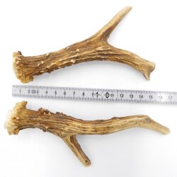 Reehoorns Reehoorns Paar 2 stuks Lengte 14 cm 14.2.461