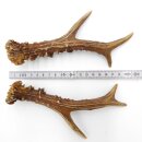 Deer antlers Pair of deer antlers 2 pieces Length 19 cm...