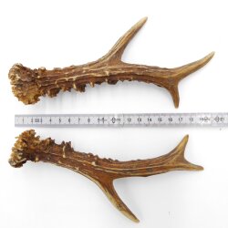 Rehstangen Reh Geweih Paar 2 Stück Länge 19 cm 14.2.463