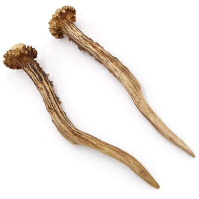 Deer antlers Pair of deer antlers 2 pieces Length 19 cm 14.2.468