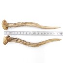 Deer antlers Pair of deer antlers 2 pieces Length 19 cm...