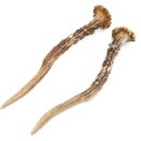 Deer antlers Pair of deer antlers 2 pieces Length 19 cm 14.2.468