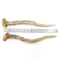 Deer antlers Pair of deer antlers 2 pieces Length 19 cm 14.2.468