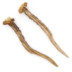 Deer antlers Pair of deer antlers 2 pieces Length 19 cm 14.2.468