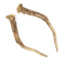 Reehoorns Reehoorns Paar 2 stuks Lengte 18 cm 14.2.469