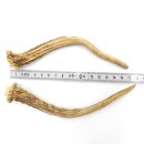 Deer antlers Pair of deer antlers 2 pieces Length 18 cm...