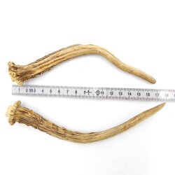 Rehstangen Reh Geweih Paar 2 Stück Länge 18 cm 14.2.469