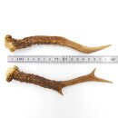Deer antlers Pair of deer antlers 2 pieces Length 20 cm...
