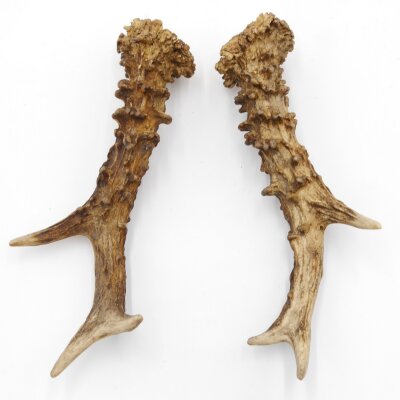 Reehoorns Reehoorns Paar 2 stuks Lengte 19 cm 14.2.477